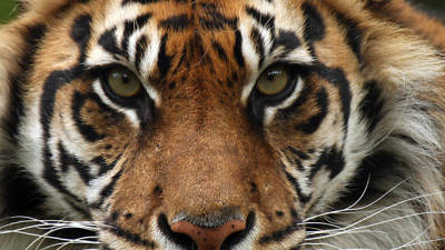 Detidos cinco suspeitos de caça ilegal de tigres de Sumatra detidos