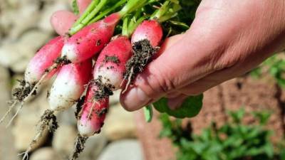 Governo prorroga apoios agroambientais até próximo período programação
