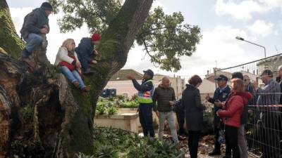 Ocuparam árvore mas abandonaram protesto dez horas depois